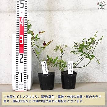 Amazon.co.jp: モッコウバラ 白・黄色セット 3.5号ポット 2品種